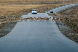  First Central Asian Migration Atlas Created to Reduce Harm to Wildlife from Infrastructure